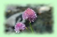fleur