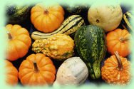 courges diverses