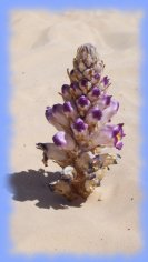 fleur desert