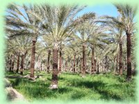 oasis
