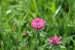 plantes sauvages