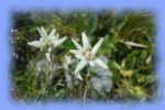 photo Edelweiss