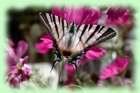 flambe papillon flambe