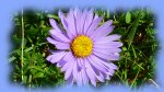 photo aster