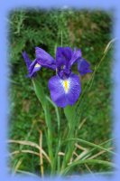 photo iris