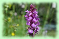 orchidee
