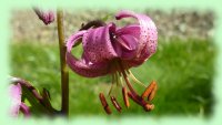 Lys Martagon des Pyrénées