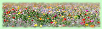 champ de fleurs