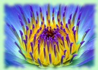 Eclosion d'une fleur